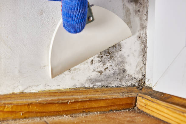 Best Attic Mold Removal  in Langdon, ND